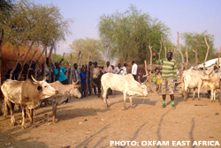 Cattle auction in Lankien, South Sudan