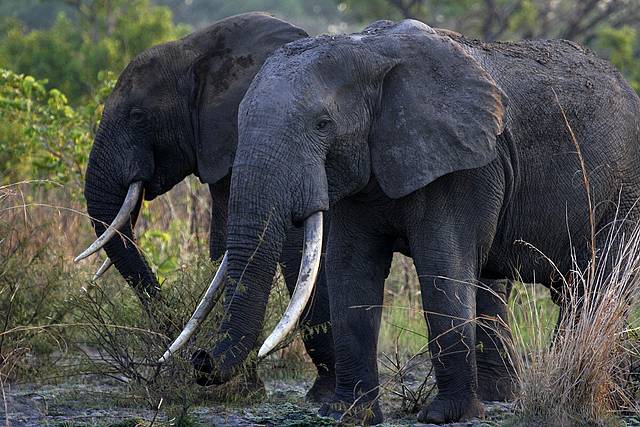 CNN Op-ed: Elephant Killings Surge as Tusks Fund Terror